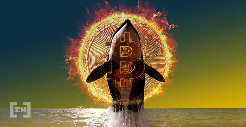 Whale BTC Movement Bitcoin