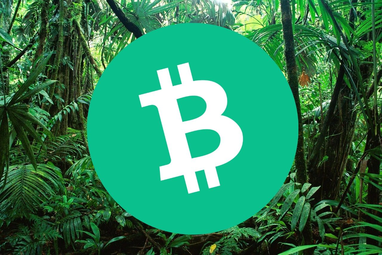 Bitcoin Cash em recuperação, mas Chimpzee pode ter mais potencial