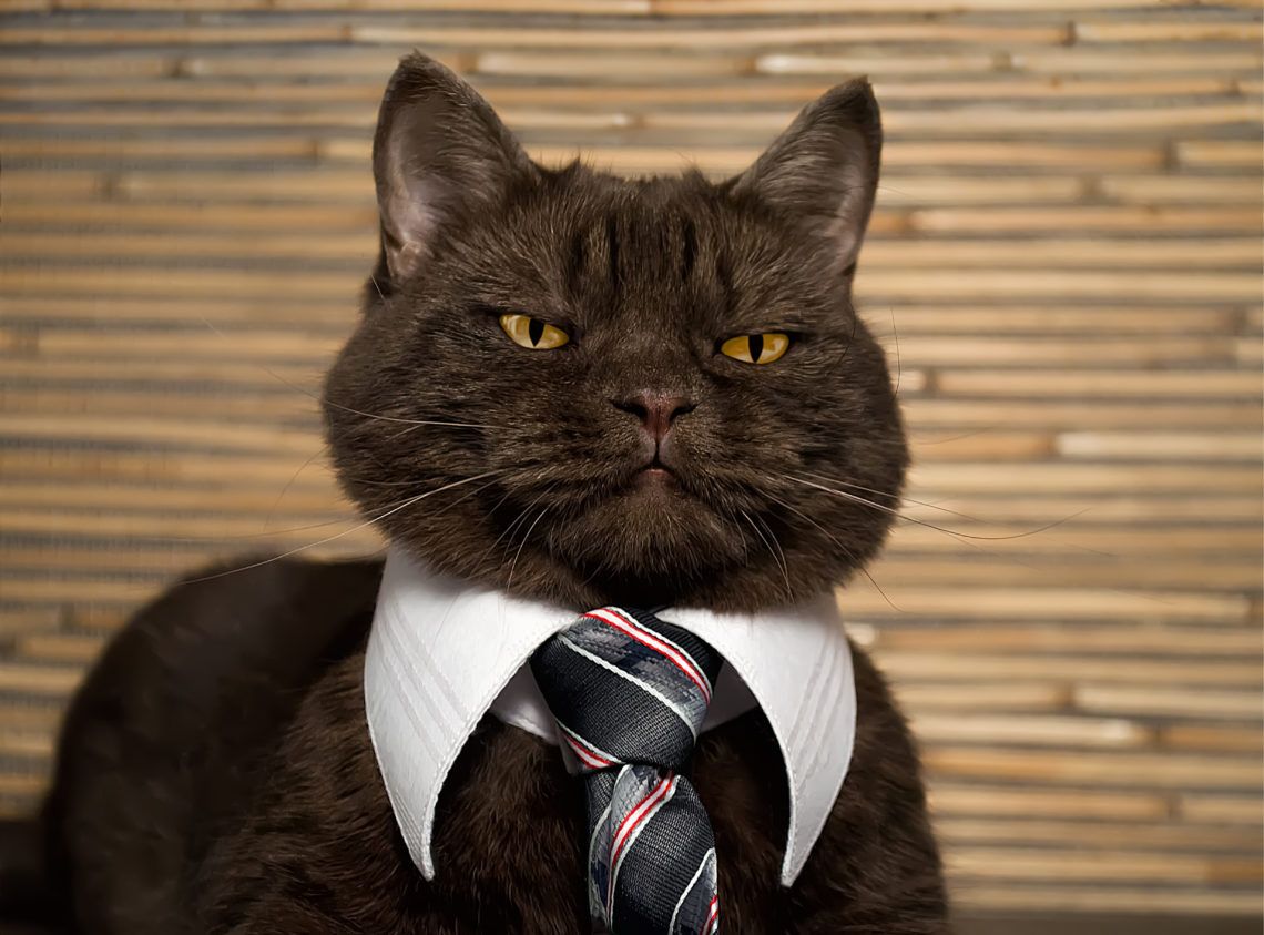 cat business