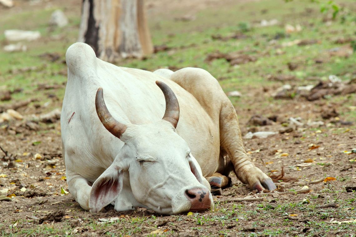 sleeping cow