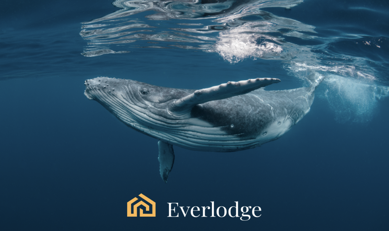 8 Million Addresses Hold at Least $1,000 Worth of Bitcoin, Everlodge and Ethereum on a Bullish Trend