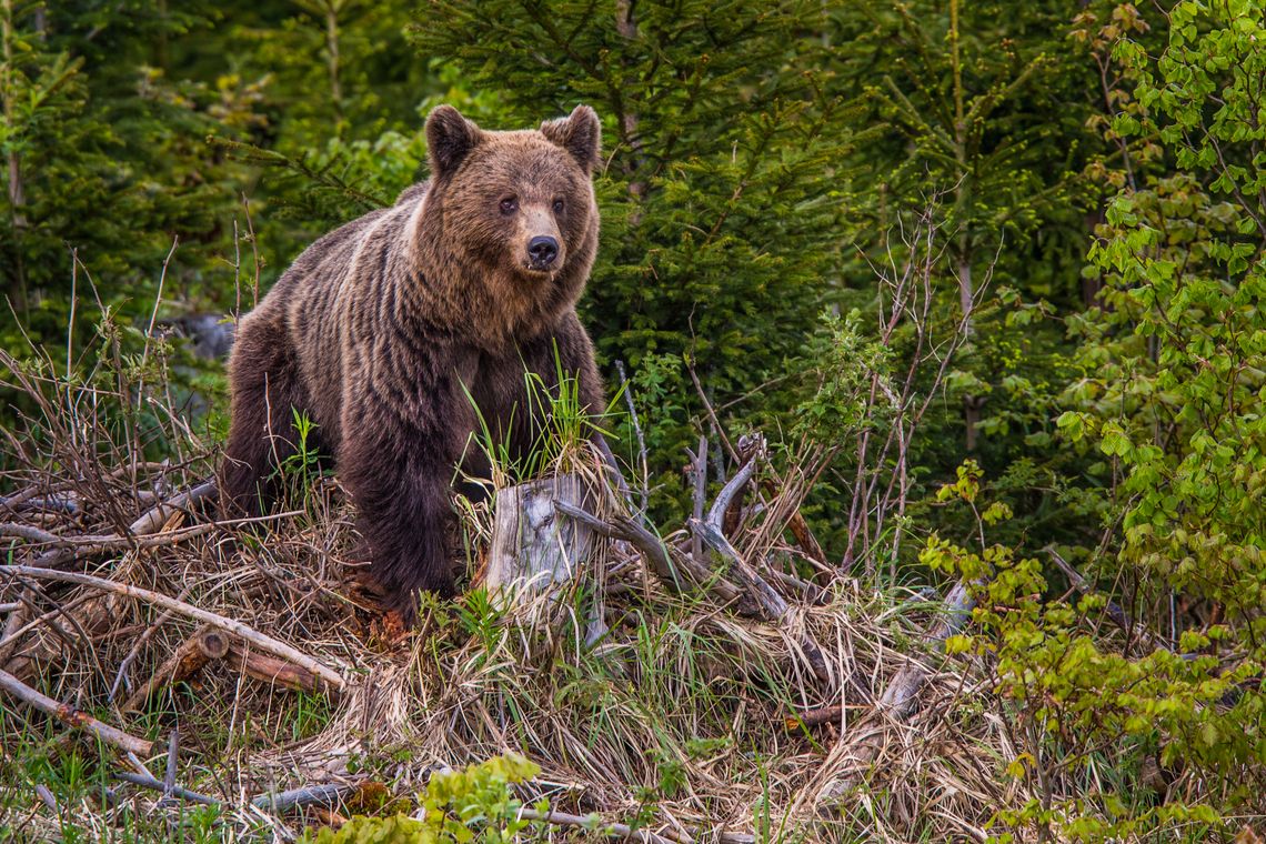 Bitcoin Analysis: Are Bears Still in Control?