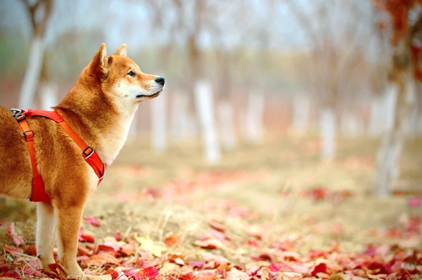 DOGE i SHIB tracą zapach