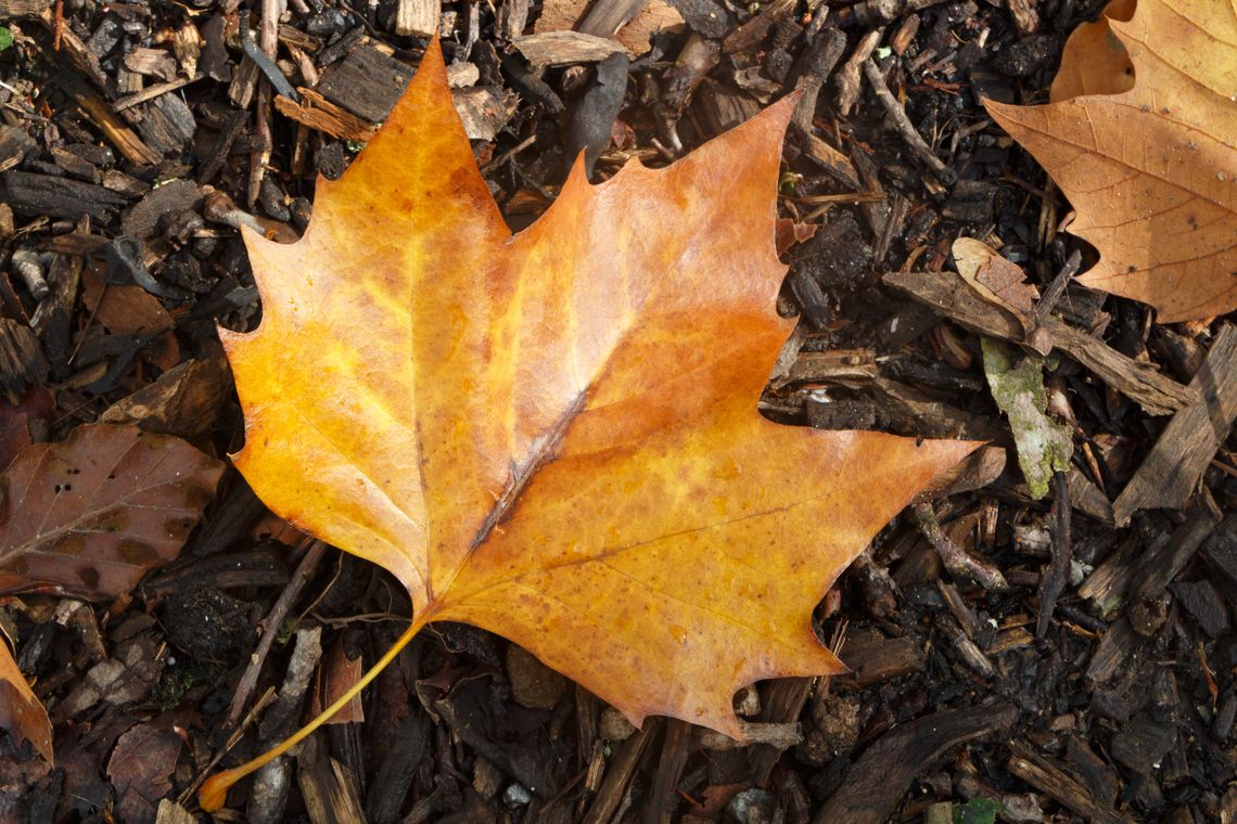 MapleChange Supposedly Hacked, Owner Disappears (With Multiple Traces)