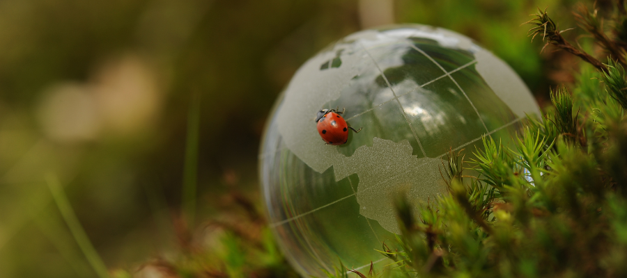 Como Chimpzee pode impulsionar a sustentabilidade ambiental