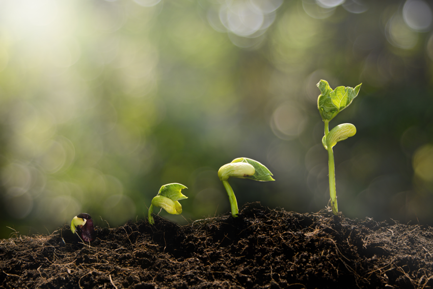 crypto growth